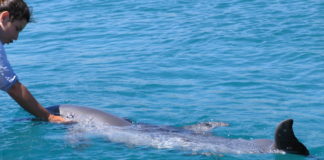 Centro di Delfinoterapia a Eilat sul Mar Rosso