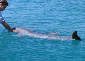 Benessere con i Delfini sul Mar Rosso Centro di Delfinoterapia a Eilat sul Mar Rosso