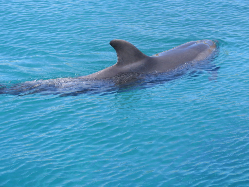 Spiaggia dei Delfini a Eilat (Mar Rosso)